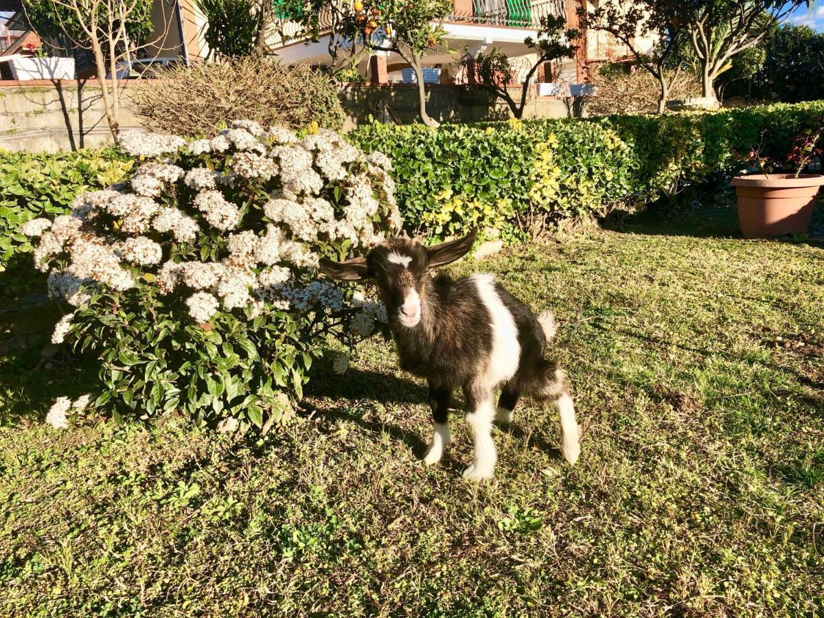 B&B Annetta Ercolano Dış mekan fotoğraf