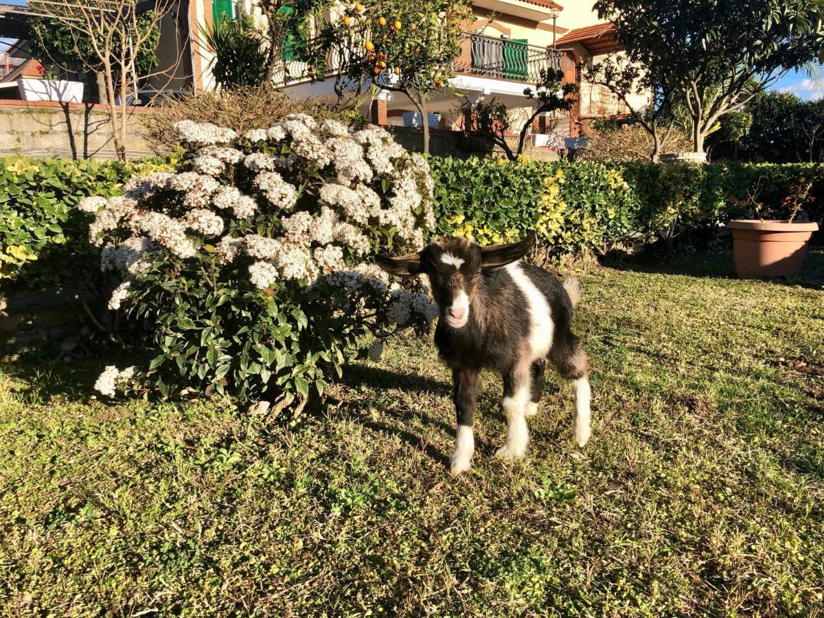 B&B Annetta Ercolano Dış mekan fotoğraf